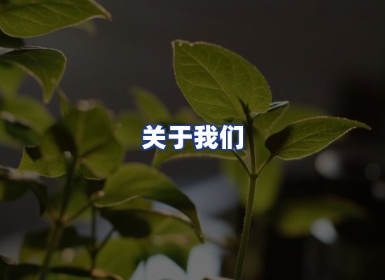 专业团队